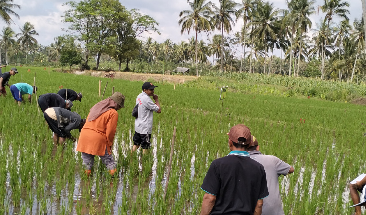 Dispertan Banyuwangi Terapkan Konsep Pengelolaan Hama Terpadu Untuk