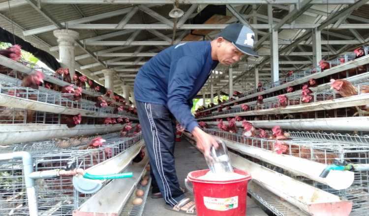 Surplus Telur dan Ketersediaan Daging: Capaian Positif Dispertan Banyuwangi
