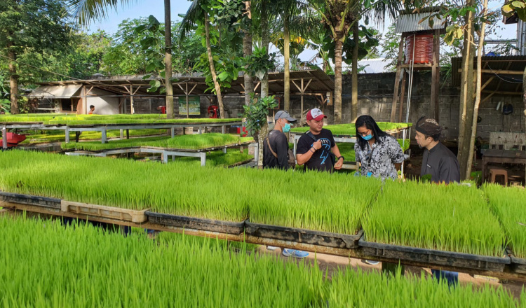 Sosialisasi RTTG 2024 oleh DPU Pengairan Banyuwangi untuk Pertanian Berkelanjutan