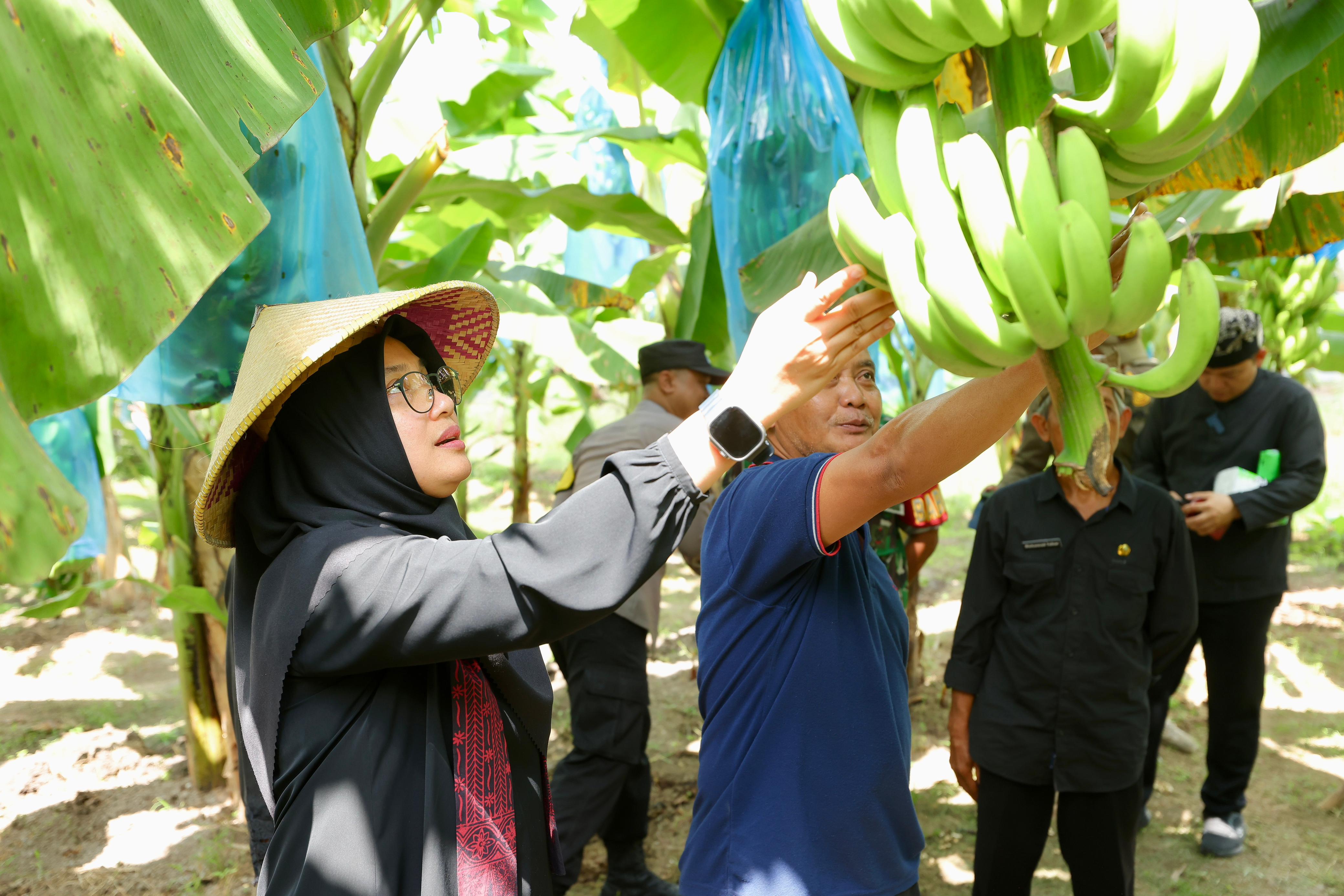 Dari Cabai ke Cavendish: Kisah Sukses Petani di Cluring Banyuwangi