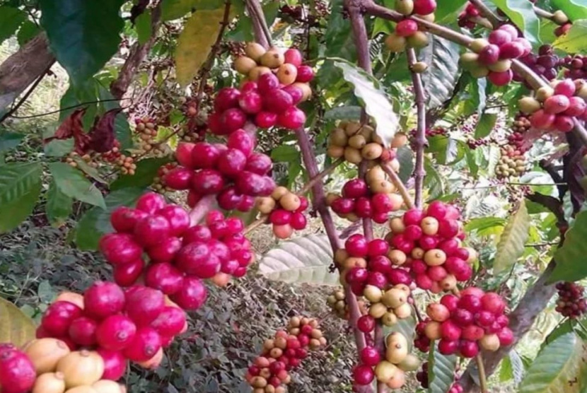 Kopi Khas Banyuwangi Yang Digemari Penikmat Kopi Dunia 