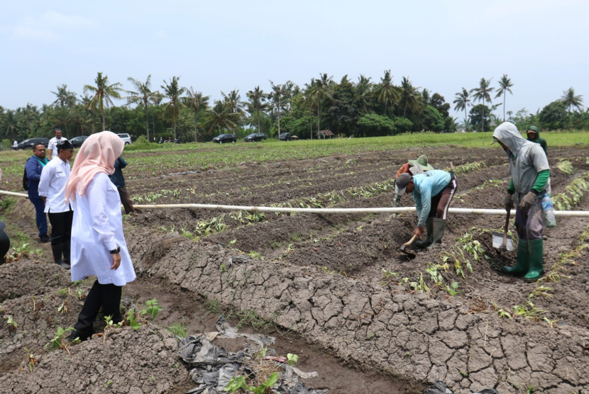 Dampak El Nino Pendistribusian Air Pertanian Banyuwangi Dibagi Bergilir 