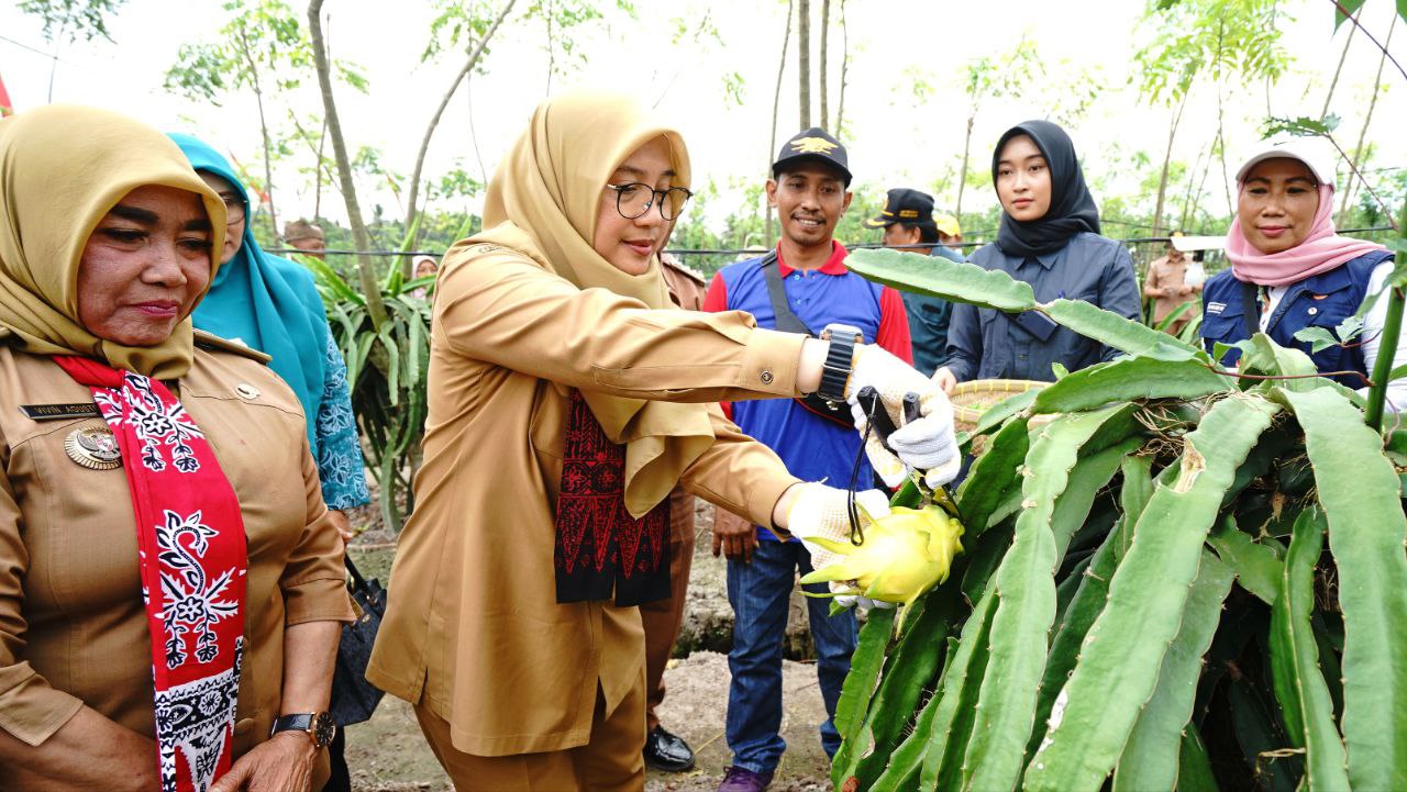 Buah Naga Kuning: Primadona Hortikultura Baru di Banyuwangi